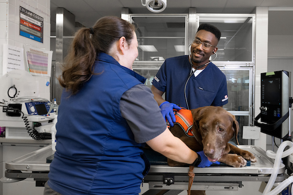 university vet working with an animal patient