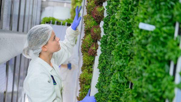 researchers working growing plants vertical gardens