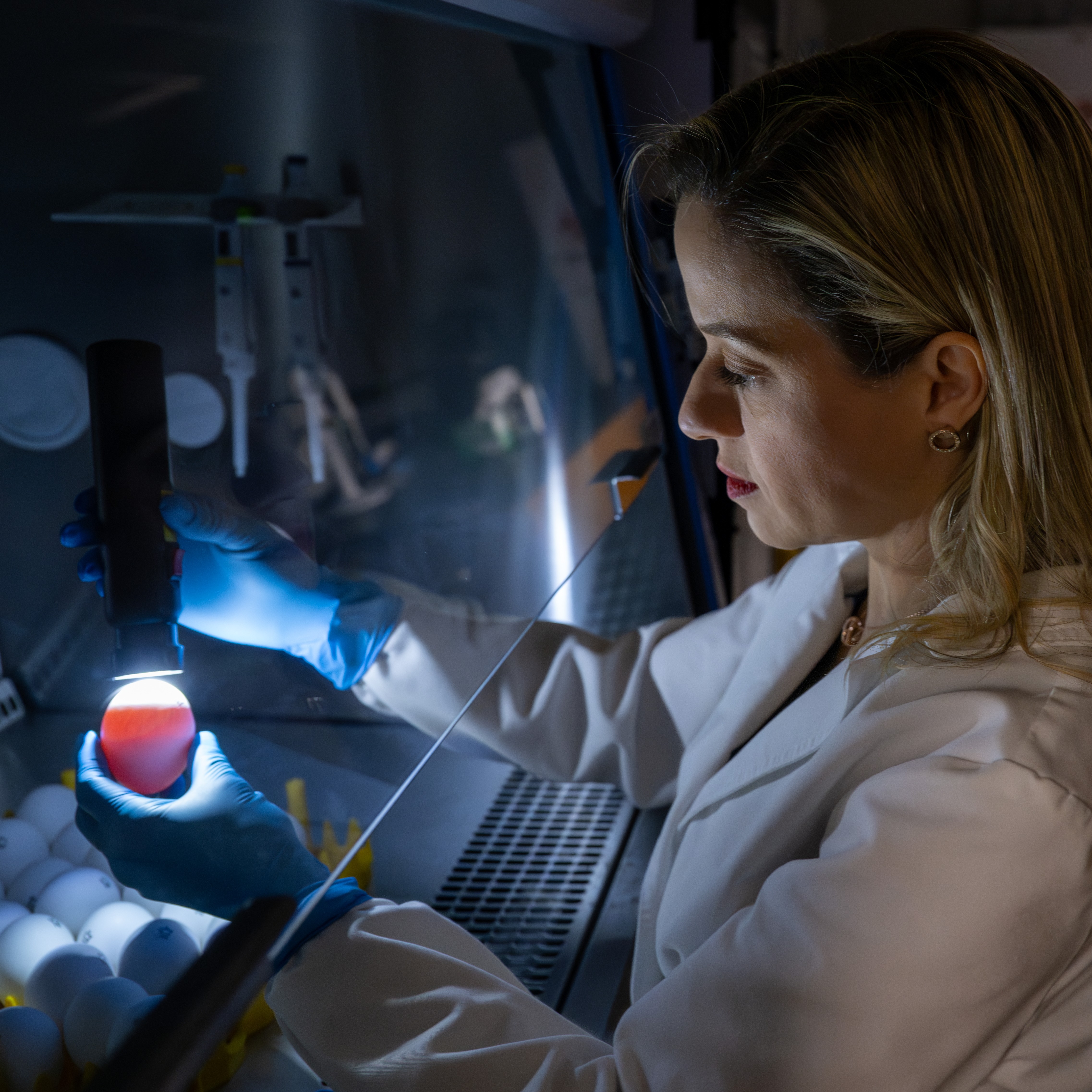 researcher looking at an egg with a candle to check for signs of a developing embryo