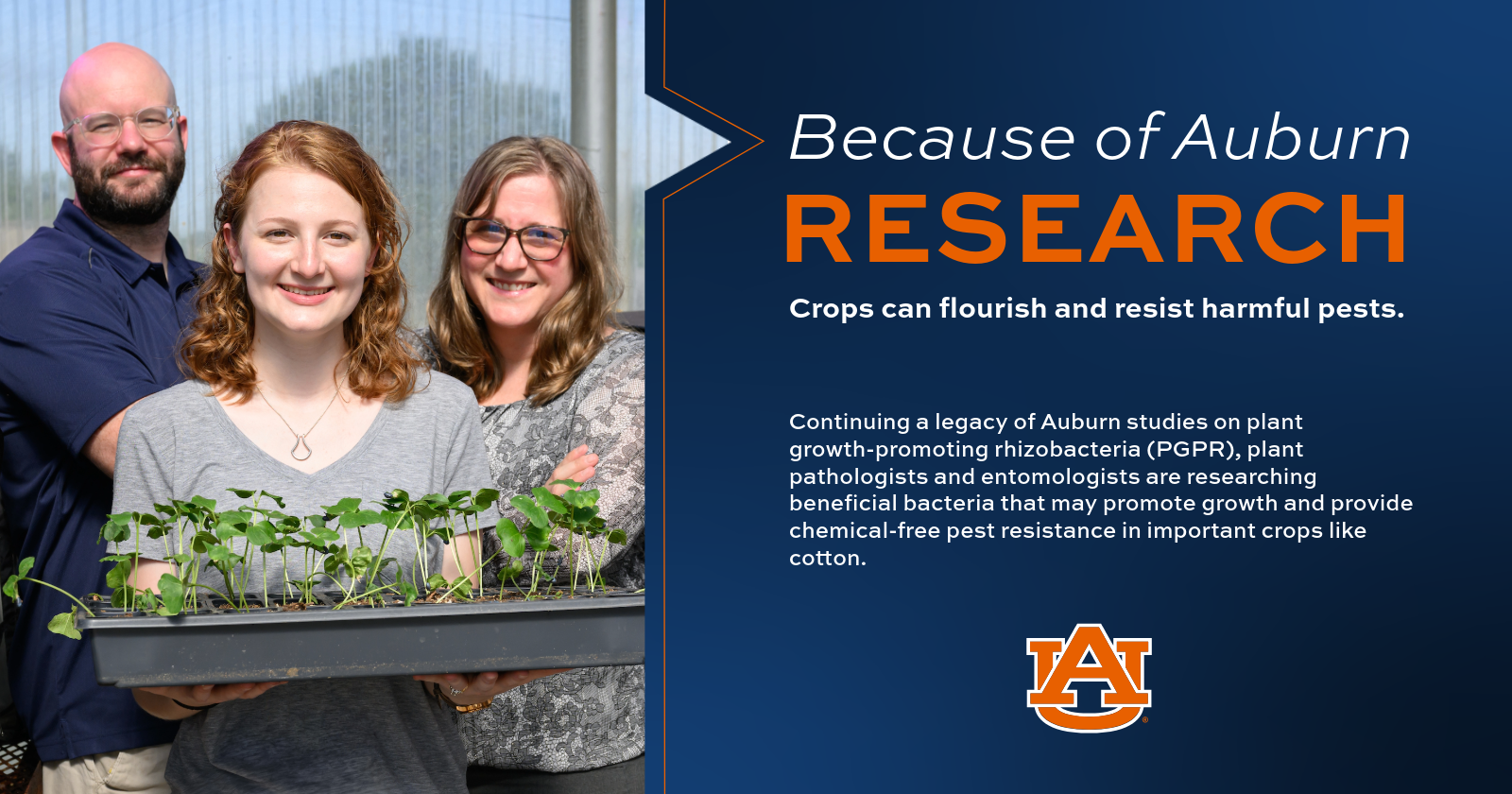 researchers with cotton plants