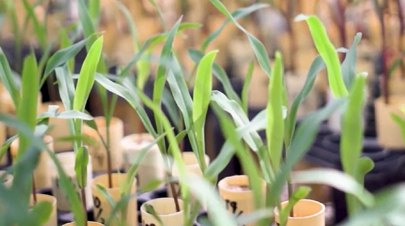 plants growing in tubes