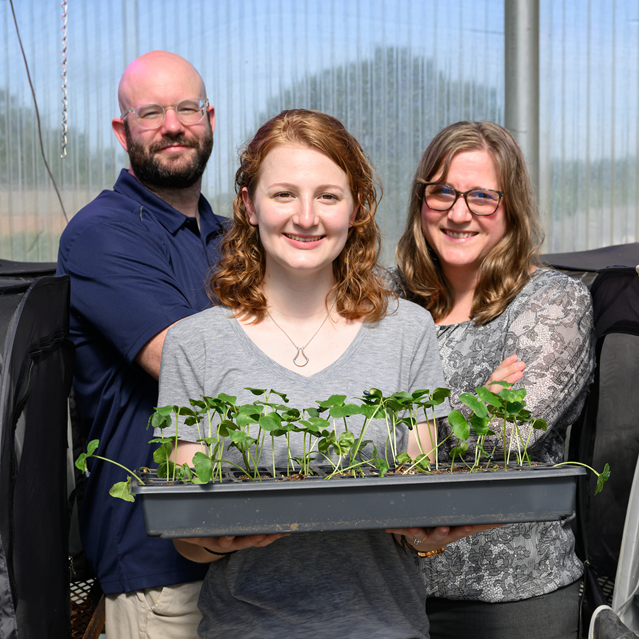researchers with cotton seedlings in greenhouse