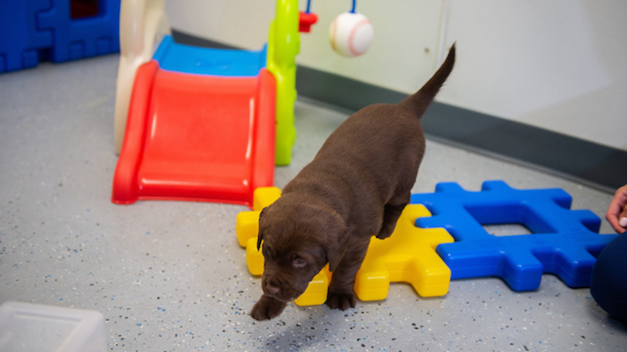 chocolate lab puppy playing while researcher observes