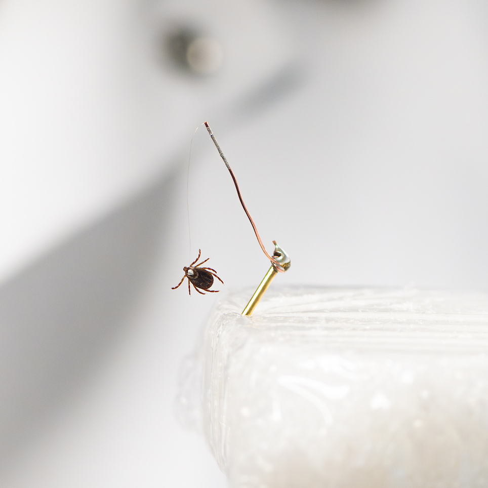 tick dangling from a wire